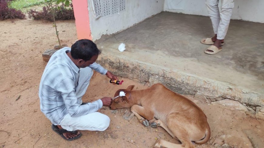 Tiger Attack Rumor Dismissed in Tandur Mandal